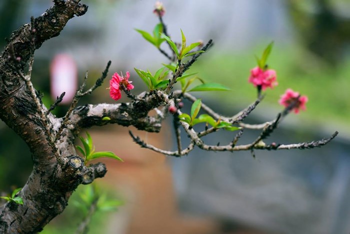 Banner cho bài viết:VIẾT BÀI VĂN NGHỊ LUẬN PHÂN TÍCH, ĐÁNH GIÁ CHỦ ĐỀ VÀ  NGHỆ THUẬT CỦA BÀI THƠ XUÂN VỀ (CHU MINH KHÔI) - Chương trình mới