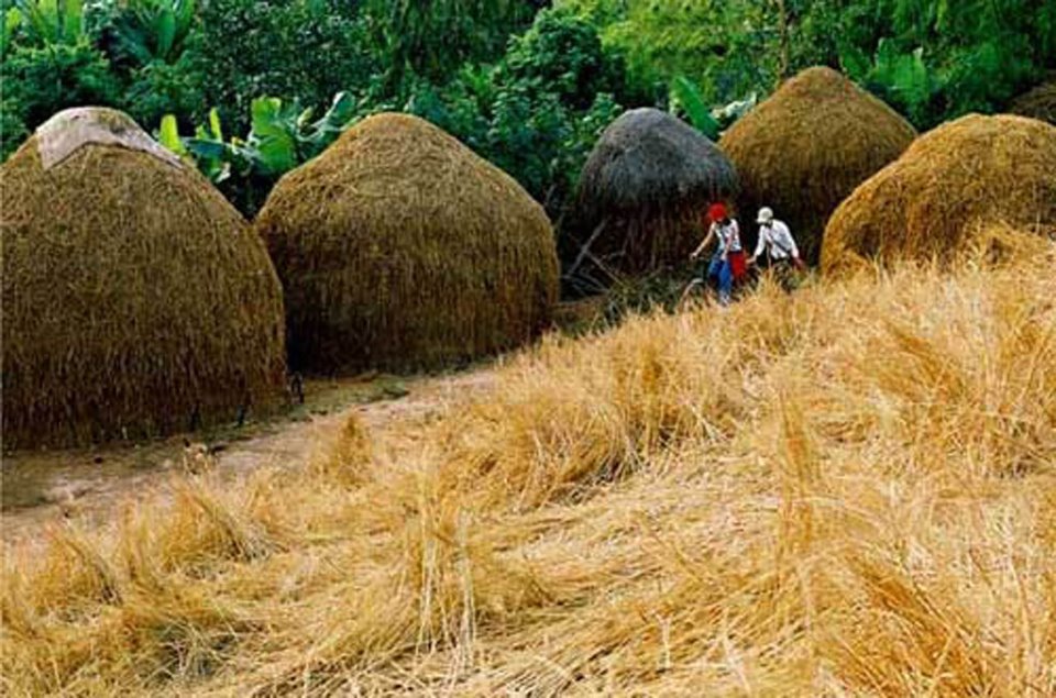 Banner cho bài viết:ĐỀ ĐỌC HIỂU TẢN VĂN MÙI RƠM RẠ QUÊ MÌNH - NGỌC BÍCH